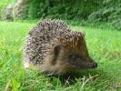 Saving Britain's Hedgehogs: Steve Backshall's 5 Ways To Save A Hog's Life