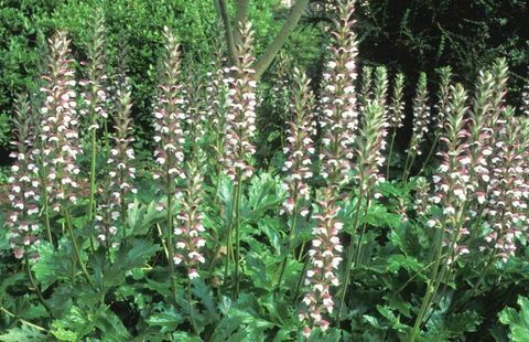 tropiske-planter-akantus-mollis