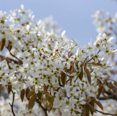 amelanchier lamarckii løvfellende blomstrende busk, gruppe hvite blomster på grener i blomst, snødekt mespilus plantekultivar