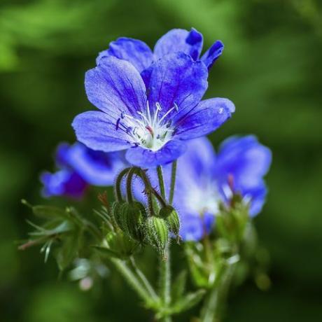 et nærbilde av en hardfør, blå pelargoniummajblomst som vokser i en skyggefull del av hagen