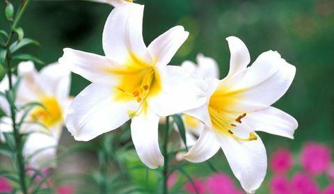 blomster pærer-lilium-regale