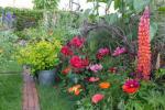 8 beste blomstrende planter for en fargerik hagevisning