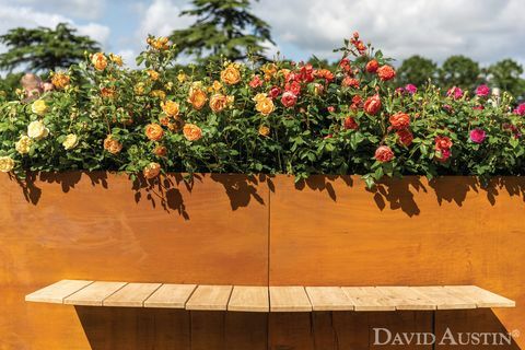 David Austin, Rainbow of Roses Installation, Rhs Hampton Court Palace Flower Show, juli 2021