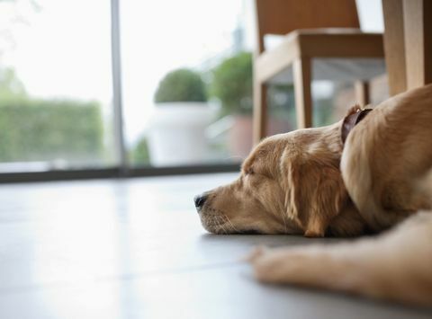 Hund som legger seg på gulvet i stuen