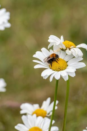 en bie pollinerer en hvit engelsk tusenfryd blant engene i sørlandet, stockton on tees, yorkshire, uk