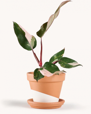 Philodendron rosa prinsesse