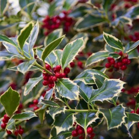 julehagepynt, kristtorn med frukt ilex aquifolium detalj av den røde frukten til dette typiske juletreet utendørs