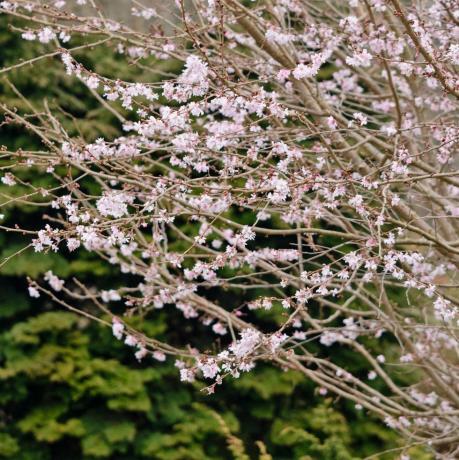 jwwtxc høstkirsebær prunus subhirtella 'autumnalis rosea'