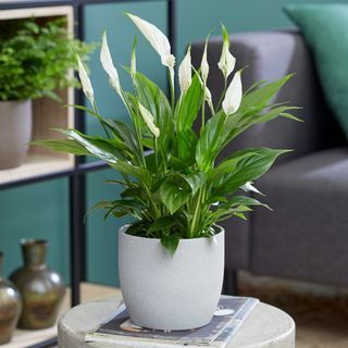 50cm Peace Lily | Spathiphyllum | 13cm Potte | Etter planteteori