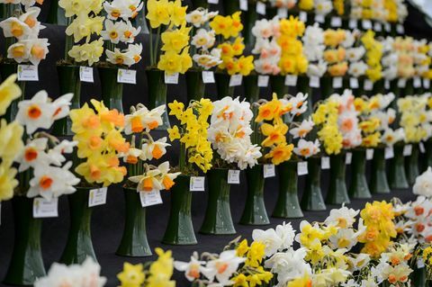 RA Scamp Bulbs in the Floral Marquee på RHS Flower Show Cardiff 2019.