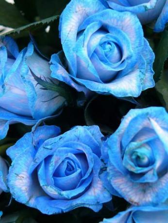 nærbilde av blå rose