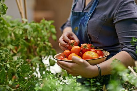 Et beskåret skudd av en kvinne som plukket hjemmevokste tomater i hagen hennes