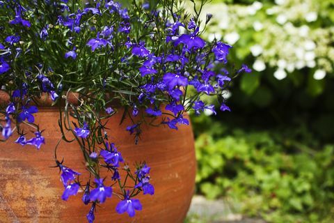 Blå lobelia i en terrakottagryte på terrassen