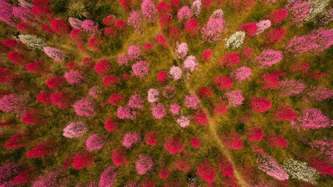 Fersken blomstrer i Deyang, Sichuan-provinsen