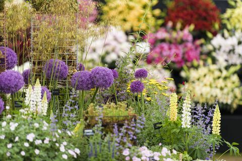 Detaljskudd med alliums fra Floral Marquee på RHS Chatsworth Flower Show 2017.