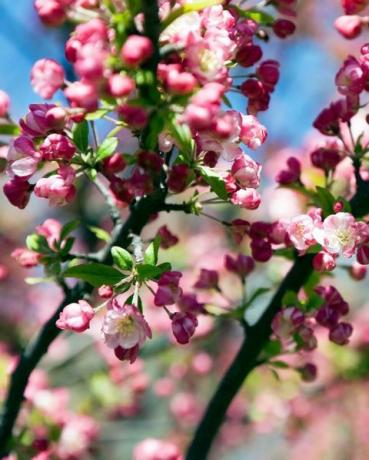 blomstrende krabbe epletre