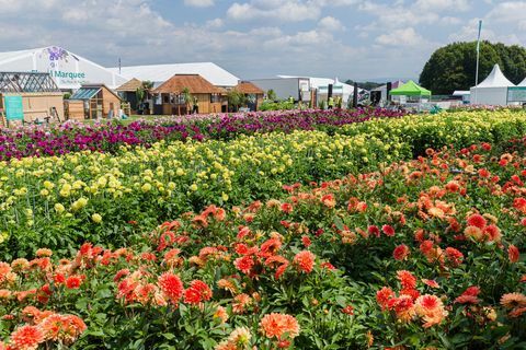 Dahlias på RHS Tatton Park Flower Show 2019