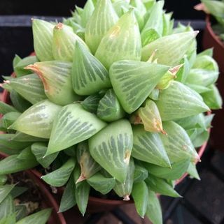 Gjennomsiktig Truncata 