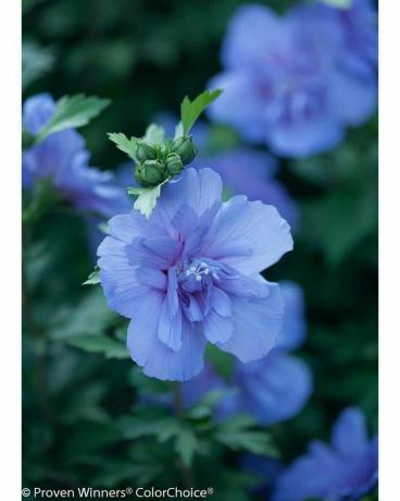 Blue Chiffon Rose of Sharon (Hibiscus)