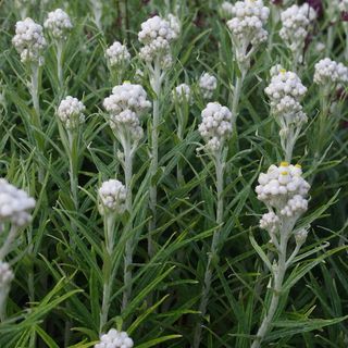 Anaphalis Margaritacea, Pearly Everlasting