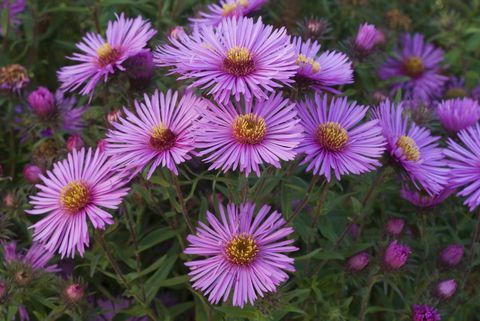 New England-aster (Aster novae-angliae) 'Colwell Galaxy'