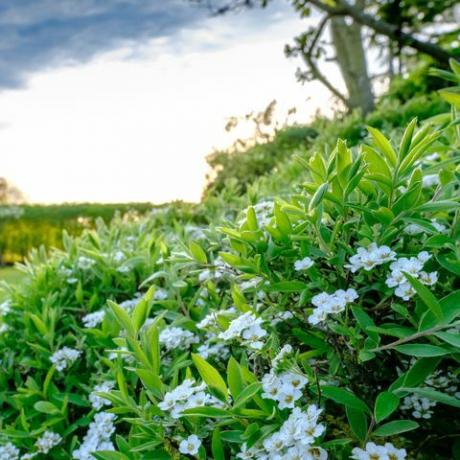 Hvit busk går ombord i en stor og velholdt plen og hage i Cambridgeshire