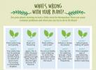 Hvordan ta vare på stueplanter