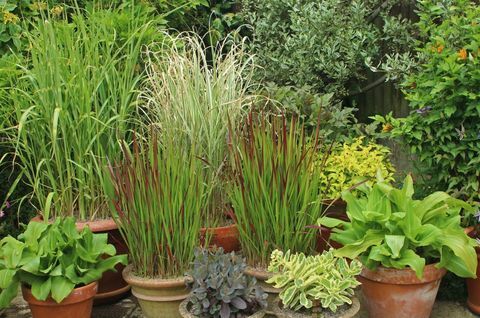 Pyntegras i uteplass inkludert Miscanthus og Imperata. Horticultural Trades Association's Plant of the Moment for august.