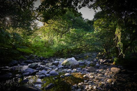 Vakre skoger i Storbritannia for å prøve Forest Bathing