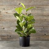 Fiddle Leaf 12