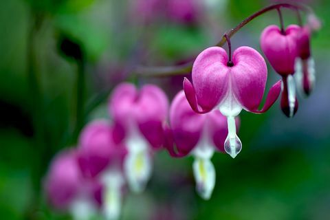 Dicentra spectabilis (Bleeding Heart)