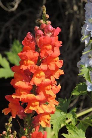 oransje rødfarget snapdragon