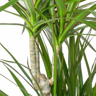 Dracaena marginata rødkantet