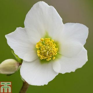 Hellebore Niger Bare Root Plants