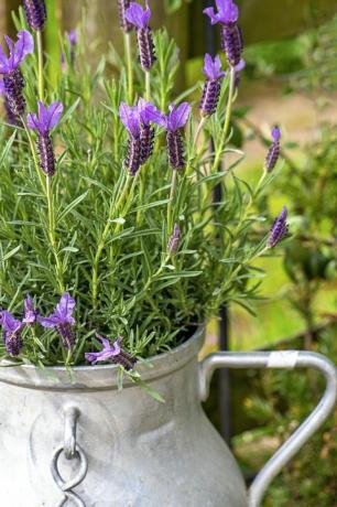 nærbilde av vakre, duftende lavendelblomster plantet i en fransk melkekjerne av aluminium