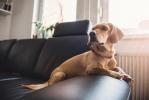Topp 10 ting hundeeiere gjør når de forlater kjæledyret sitt alene