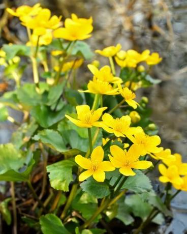 myr ringblomst caltha palustris blomster i en dam