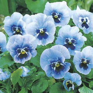 Pansy 'Joker Light Blue'