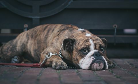 bulldog som legger seg på bakken