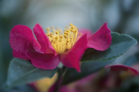 Dyp rosa Camellia-blomst