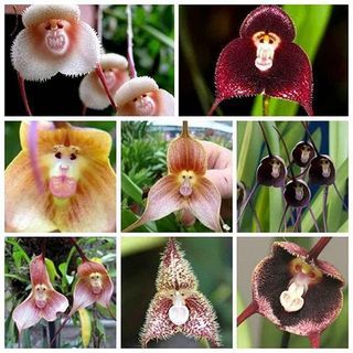 Dracula Orchid (100 frø)