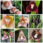Disse sjeldne orkideene ser ut som apekatter, og du kan kjøpe frøene