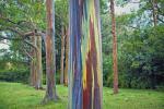Rainbow Eucalyptus er det mest fargerike treet på jorden