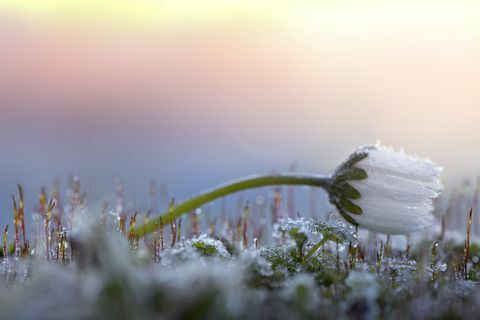 Frosty tusenfryd