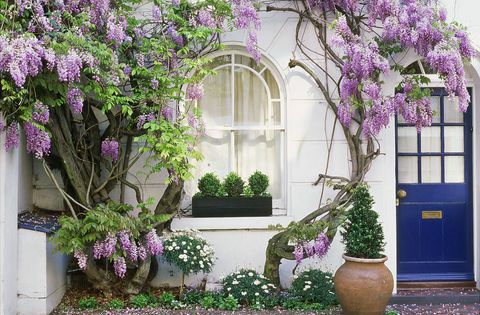 Wisteria klatrer opp husvegg med vindusboks