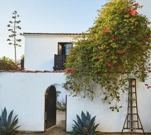 bougainvillea ideer