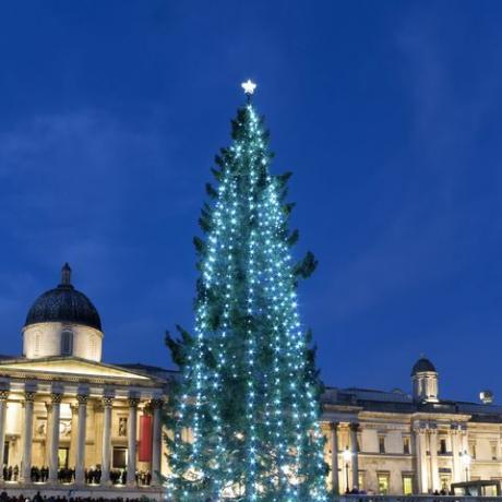 det årlige enorme juletreet foran nasjonalgalleriet på Trafalgar Square, London, Storbritannia