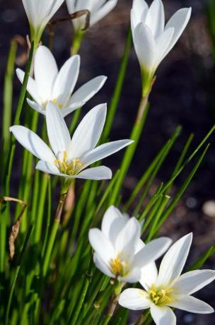 hvite blomster i hagen