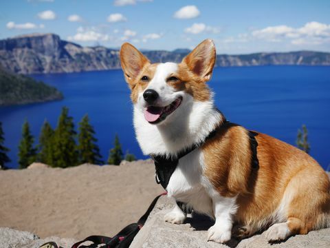 pembroke walisisk corgi