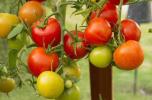 Hvordan dyrke tomater